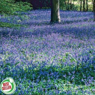Spanish Bluebells Thumbnail